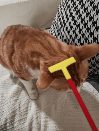 Cat Itching and Scratching