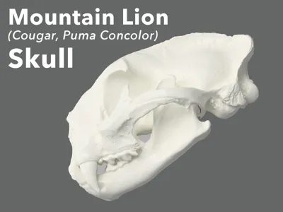 Mountain Lion Skull (Cougar, Puma Concolor)