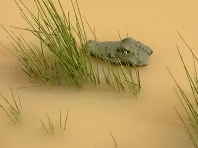 crocodile prank