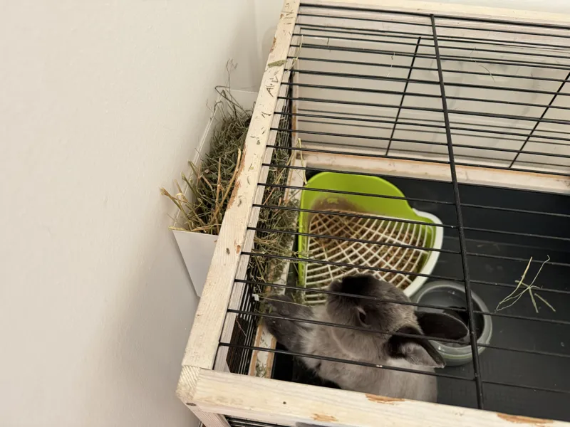 Rabbit hay feeder