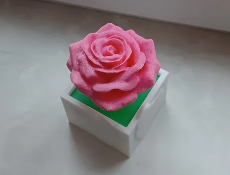 Rose in the pot