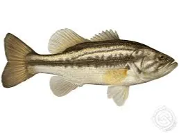 flexi bass