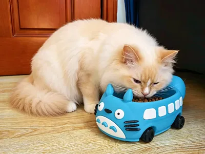 Super cute cat-car pet feeding bowl, fully modular for easy assembly