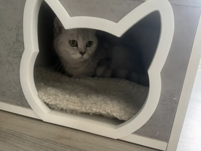 Katzen-tür