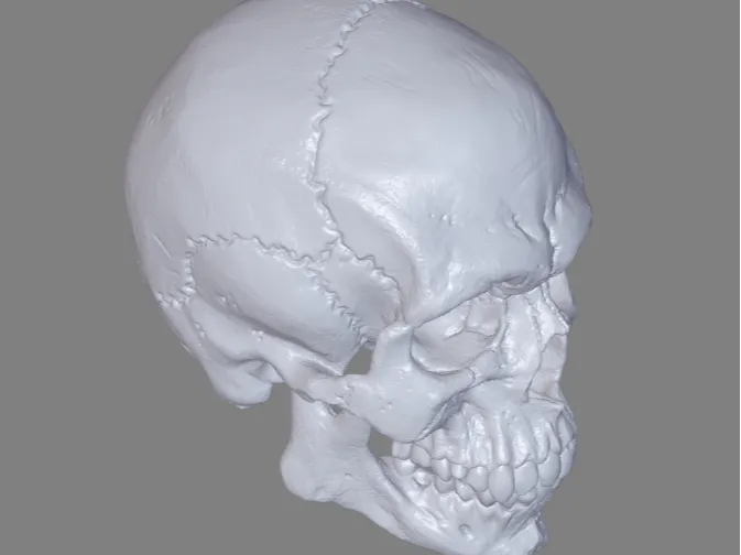Skull