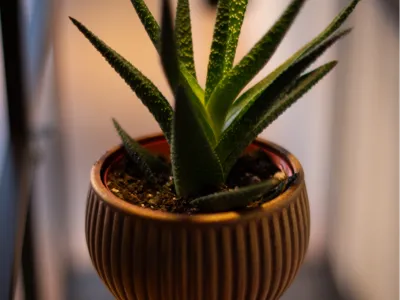 Potted Cactus Design