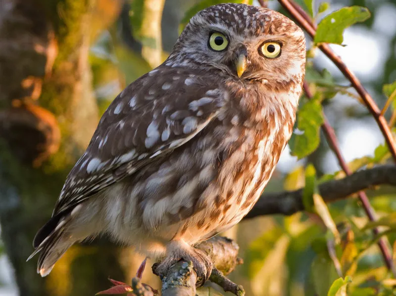 Liebevolle Eule