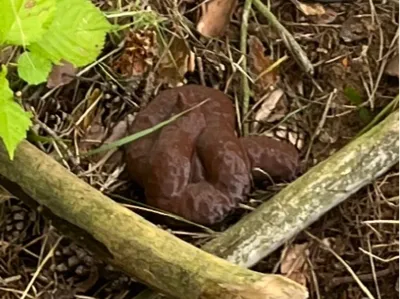 Fake Poop PET Geocache