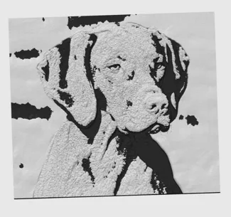 Vizsla 1