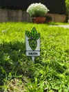 SALVIA