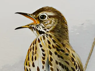 Zorzal Común Hueforge Bird