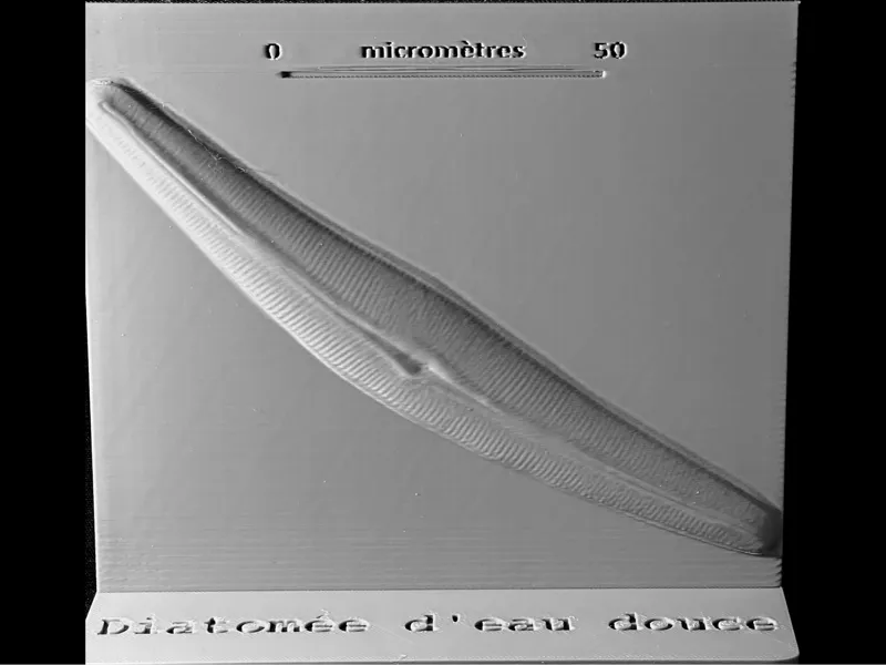 Projet microphotographies de diatomées