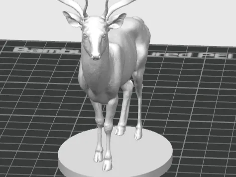 Deer