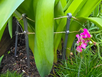 Plant support with string