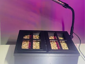 Greenhouse hydroponic with vermiculite 
