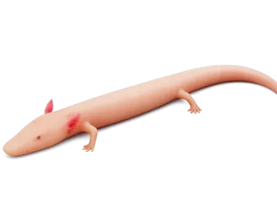Olm (Proteus anguinus)
