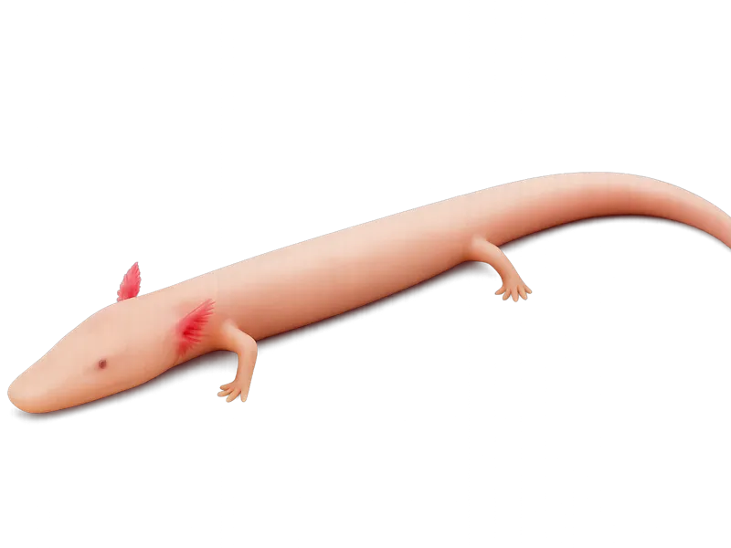 Olm (Proteus anguinus)