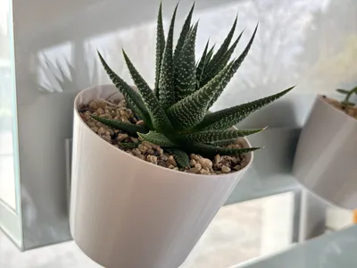 Flower pot