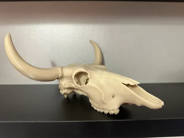 https://makerworld.bblmw.com/makerworld/model/US91f034a4968c43/design/2026-01-20_a5bf1ec215f8.jpg