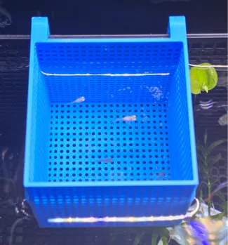 小鱼隔离盒Small fish isolation box