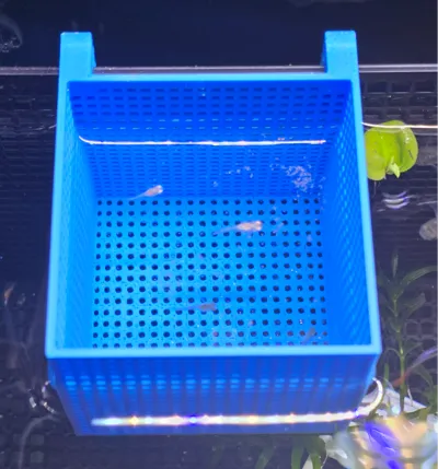 小鱼隔离盒Small fish isolation box