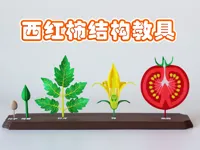 0.2mm 层高, 2 层墙, 10% 填充