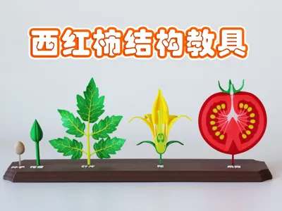 Tomato Structural Cross-Section Teaching Aid