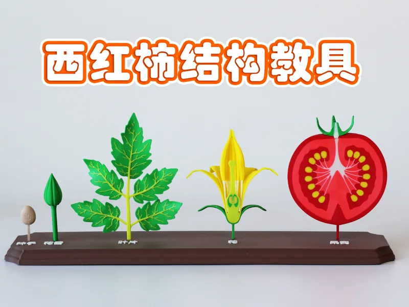 西红柿结构剖面教具