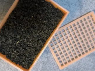 蟋蟀三尾产卵盒cricket egg laying box