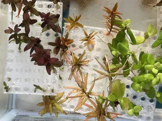 Aquarium plant propagation plate v0