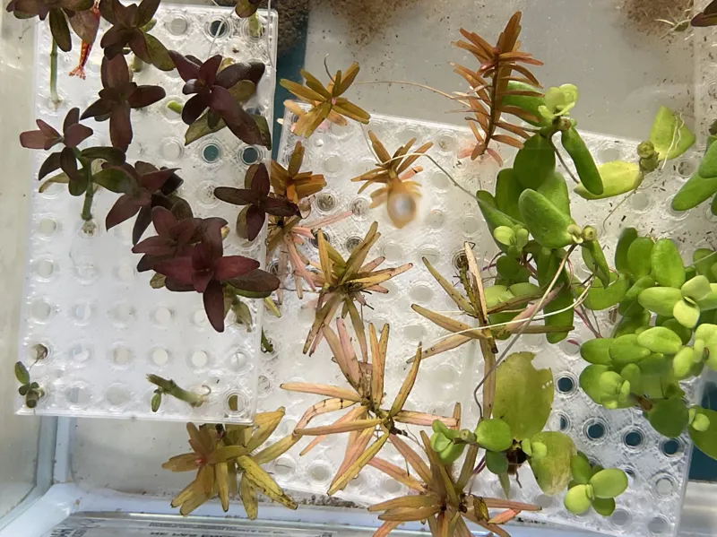 Aquarium plant propagation plate v0