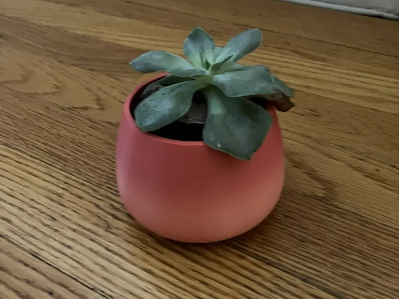 Mini Plant Pot