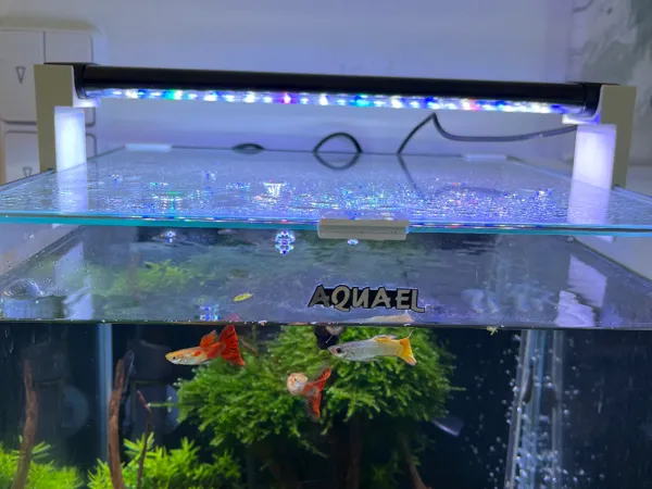 https://makerworld.bblmw.com/makerworld/model/US9253fdd69b606f/design/2024-11-22_331c67dc097068.jpg