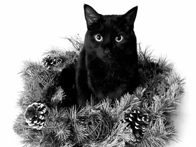 Black Cat Christmas Wreath HueForge