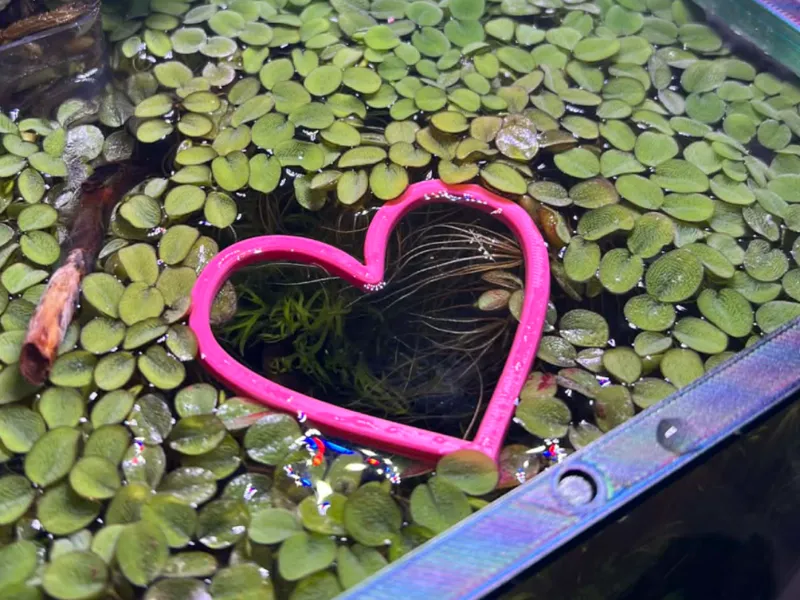 Heart Window Fish Feeder 