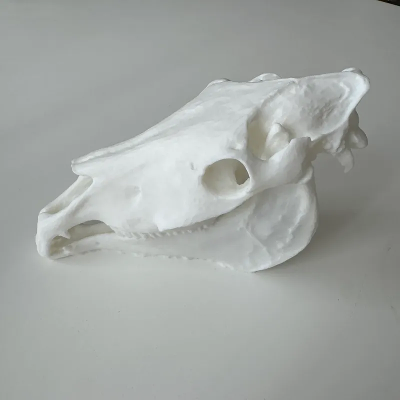 Horse Skull 3D Scan Fury