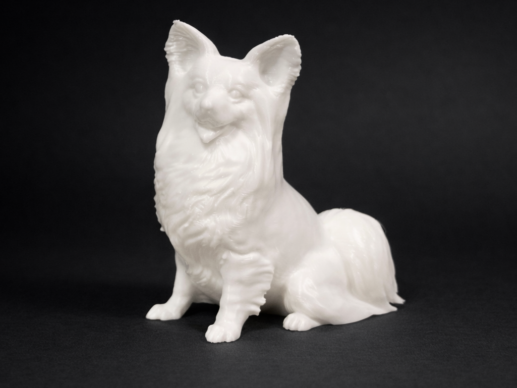 Sitting Papillon - Dog - Animal