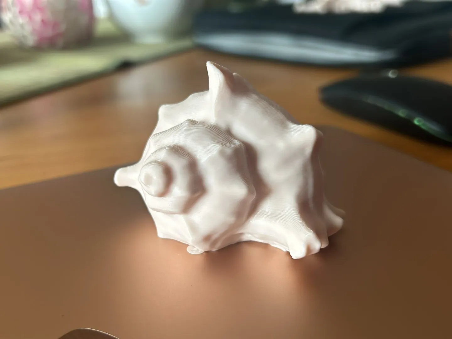 kleine Muschel  Shell 