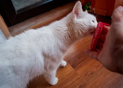 Pet brush