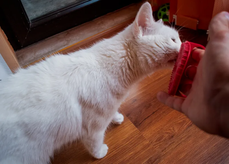 Pet brush