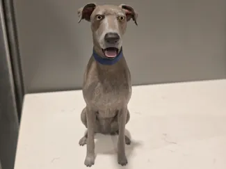 Great Dane