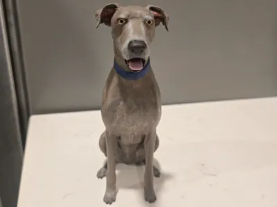 Great Dane