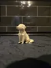 Cane 