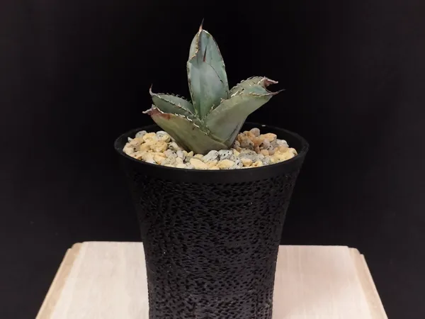 https://makerworld.bblmw.com/makerworld/model/US92e3e8e476a099/design/2024-10-23_22d8cecb7f141.jpg