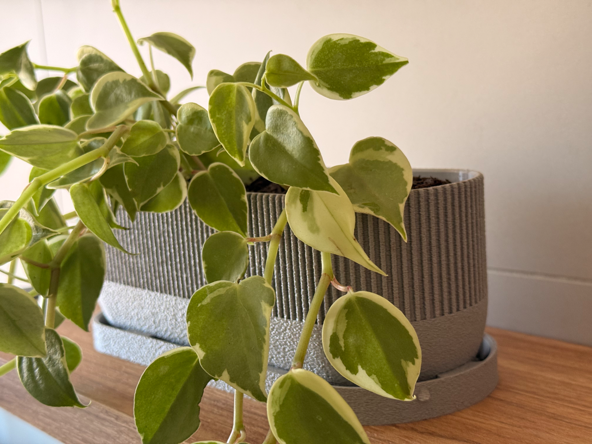 Vaso planta moderno 24cmx10cm com prato
