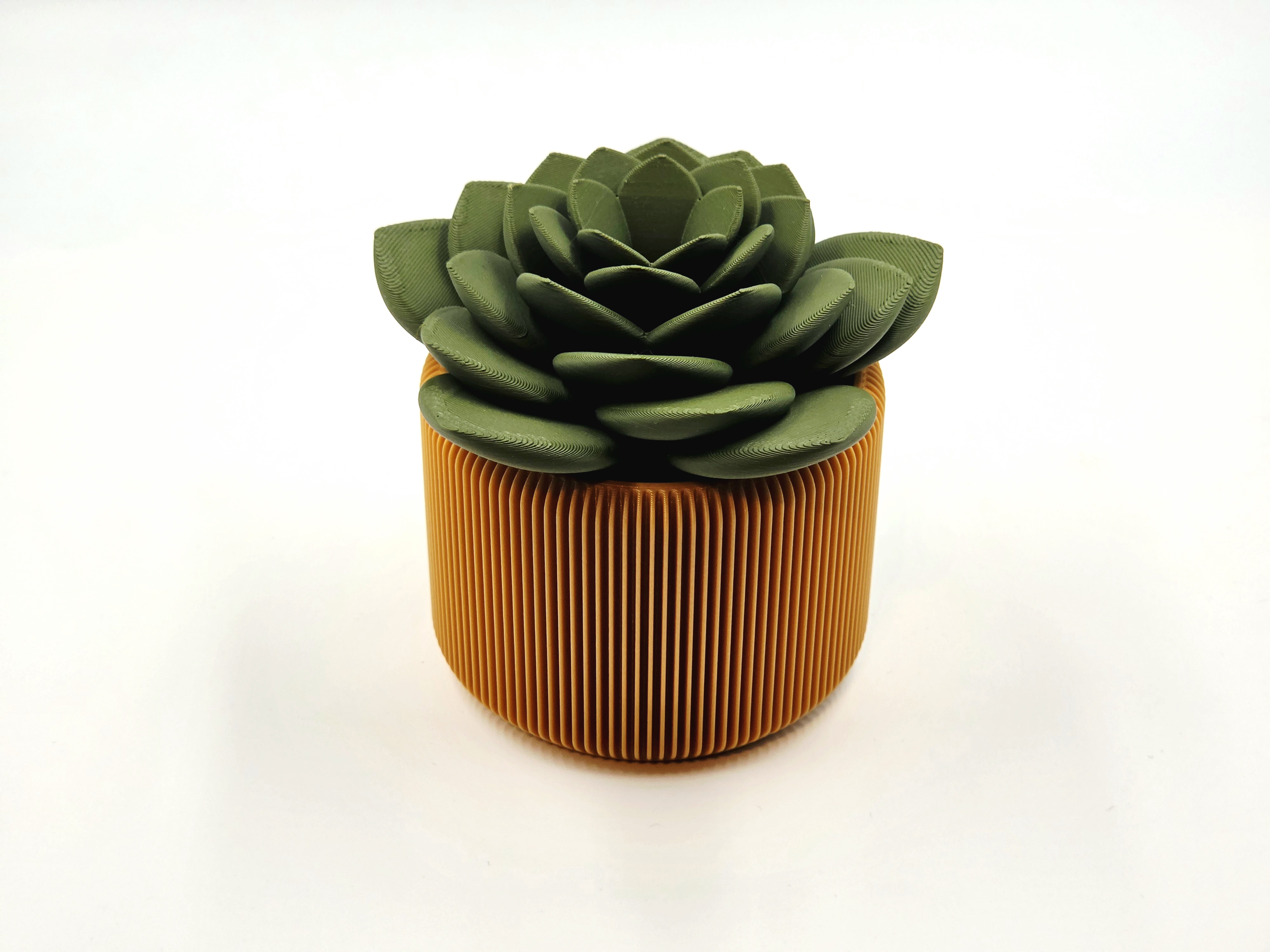 Succulent Fruit Fly Trap - Set #2 - 1