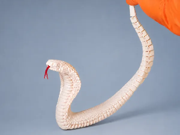 https://makerworld.bblmw.com/makerworld/model/US92f0dd16e85174/design/667453ec147a5685.png
