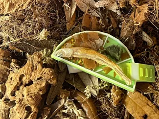 Fruit Slice Isopod Dish
