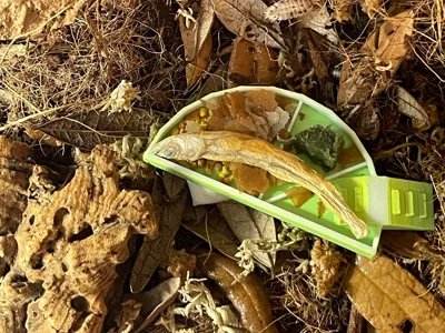 Fruit Slice Isopod Dish