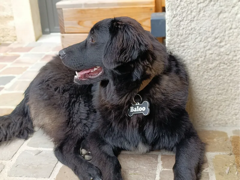 Dog collar - bone design name tag with name Baloo